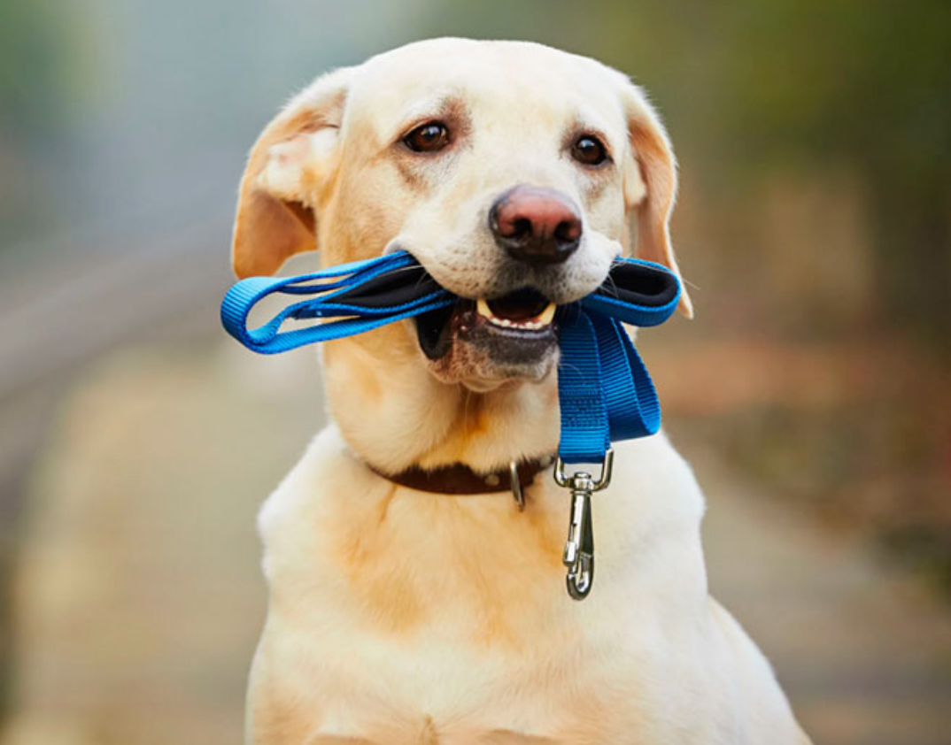 Dog Walker – pet caring